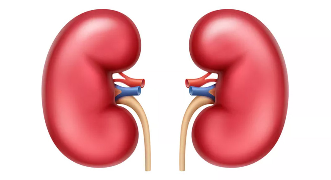 5 Facts about your kidneys